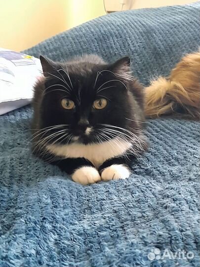 Кошка