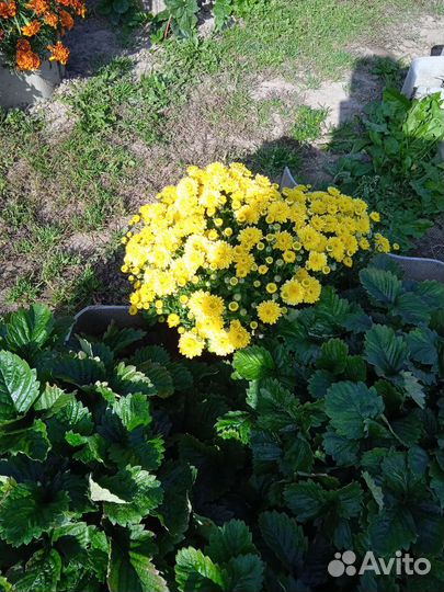 Хризантемы мультифлора