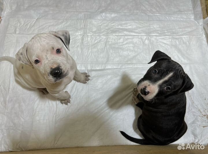 Щенки Питбуля