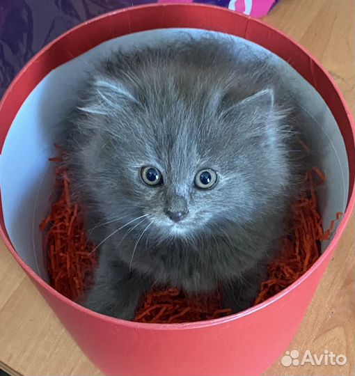 Британская кошка 2 месяца