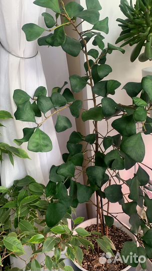 Комнатные растения цветы