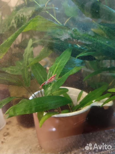 Аквариумные креветки