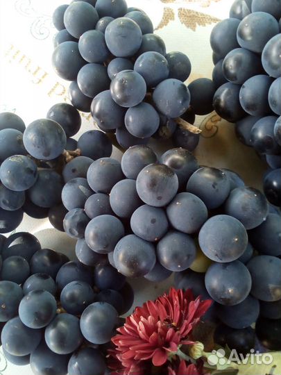 Виноград Изабелла