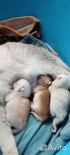 Шотландская шиншилла