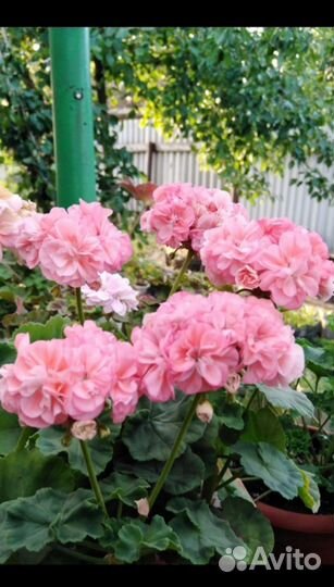 Пеларгония герань Passat черенок