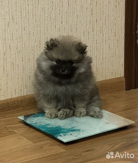 Померанский шпиц мини