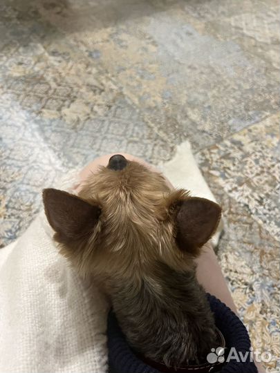 Передержка собак в домашних условиях