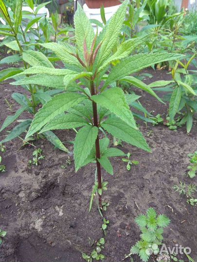 Посконник или Евпаториум