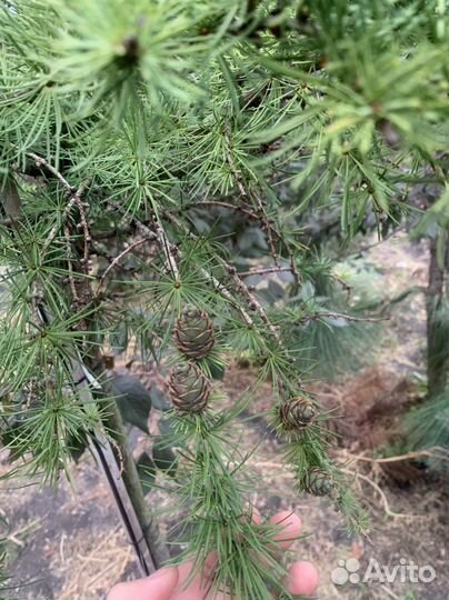 Лиственицы