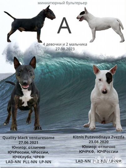 Щенки мини бультерьера
