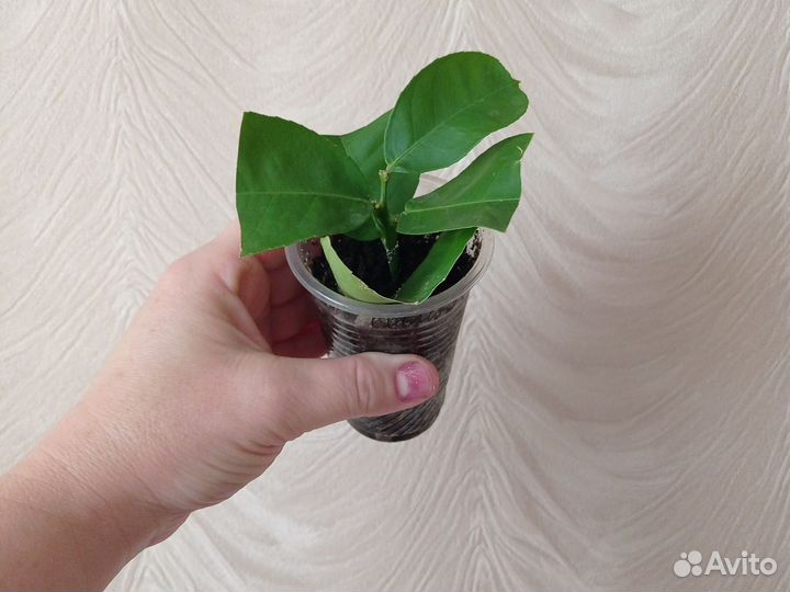 Лимон плодоносящий