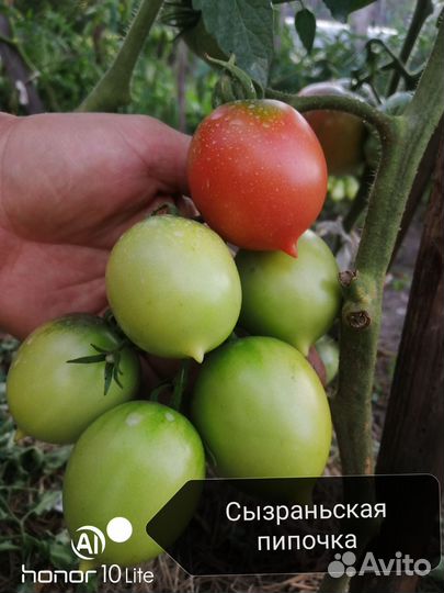 Семена коллекционных сортов томатов