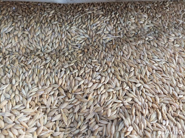 Ячмень еровой 8р