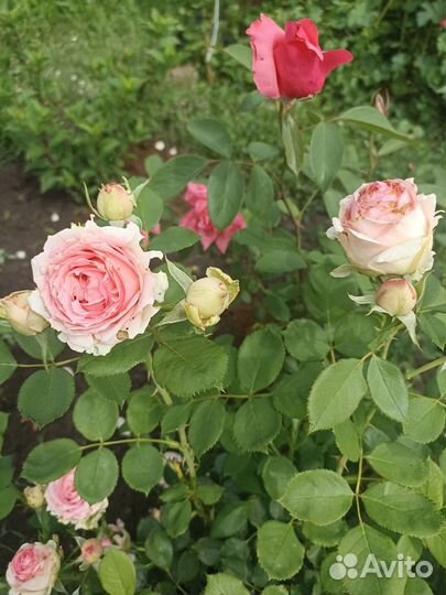 Кусты роз флорибунда, чайногибридные и др