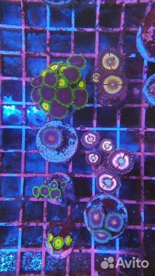 Кораллы в морской аквариум