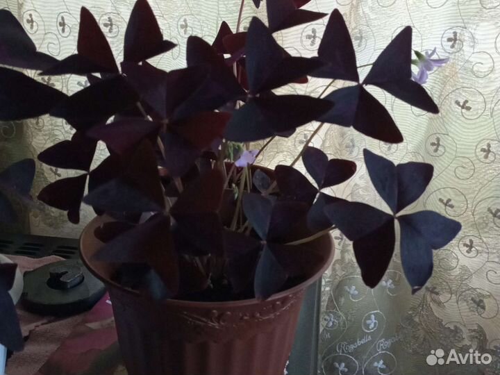 Комнатные цветы кислица