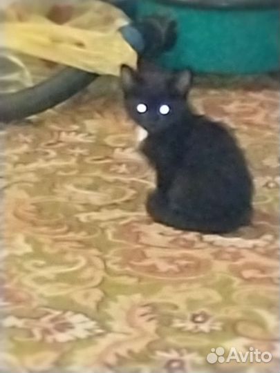 Черный котенок