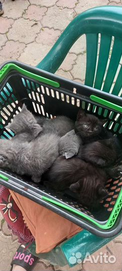 Котики бесплатно в добрые руки