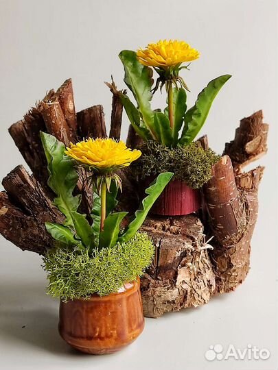 Миниатюрные одуванчики