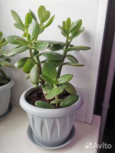 Толстянка-денежное дерево в горшочке