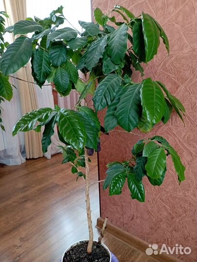 Кофейное дерево