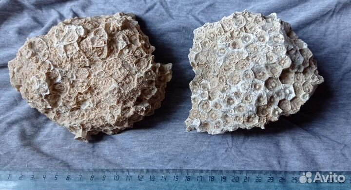 Фрагмент окамнелых кораллов Actinocyathus 3