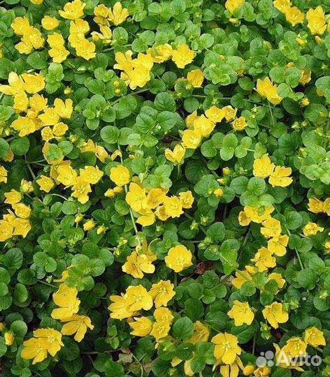 Вербейник монетчатый