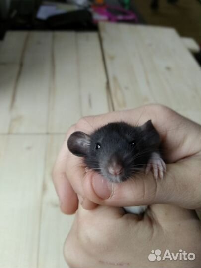 Крысы Дамбо милые, активные, ручные, есть клетки
