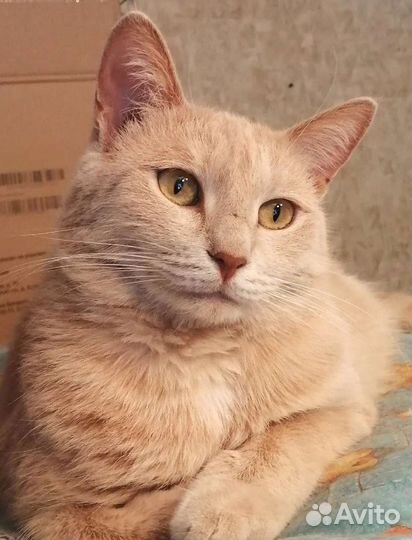 Красавица Сильвия