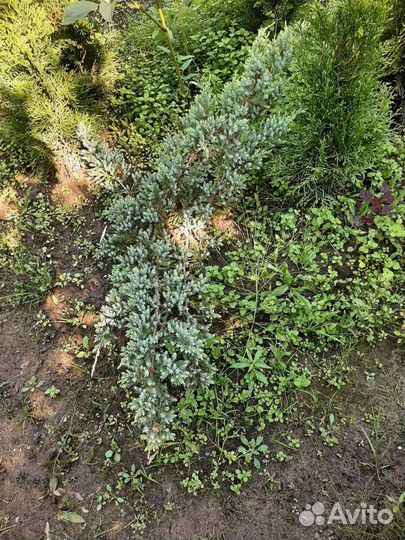 Можжевельник