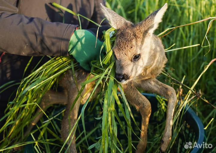 Онлайн прием ветеринарного врача