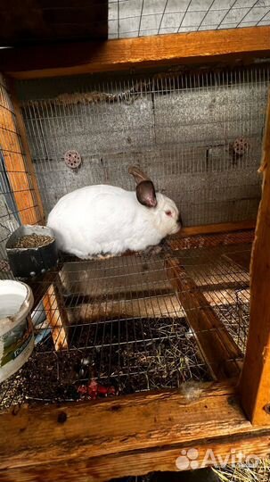 Калифорнийские кролики