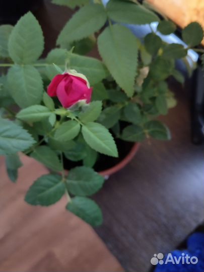 Роза комнатная