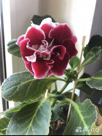 Глоксиния сортовая