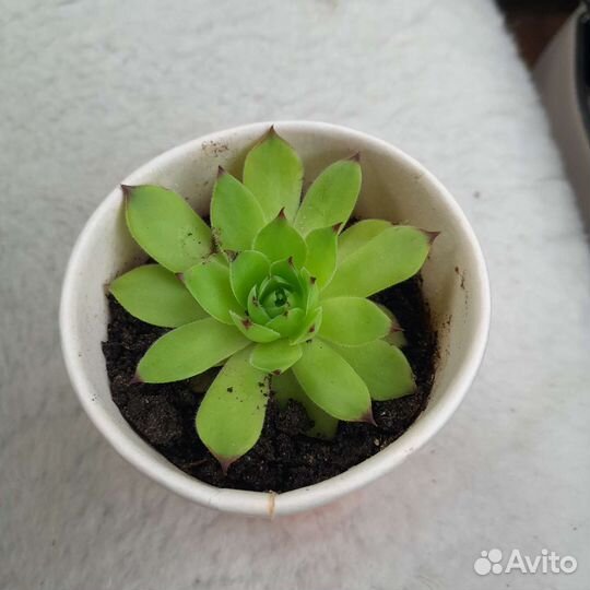 Молодило(каменная роза)