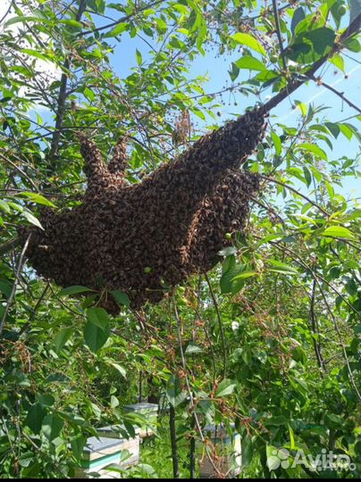 Улей с пчелами