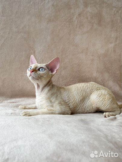 Девон-рекс клубный котёнок от Чемпиона породы