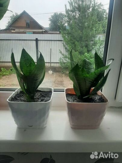 Сансевиерия, лечебный каланхоэ