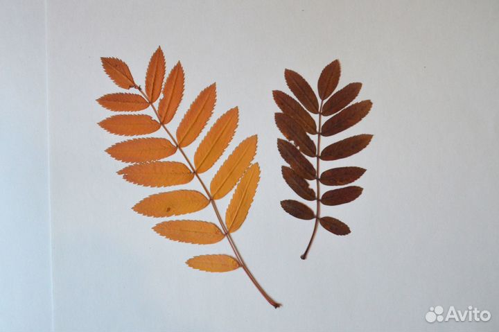 Гербарий. 9 шт. Для поделок, аппликаций в школу, д