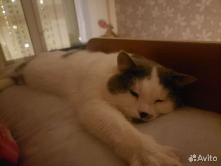 Отдам кота в добрые руки