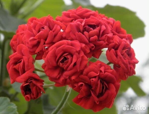 Герань красная розебудная