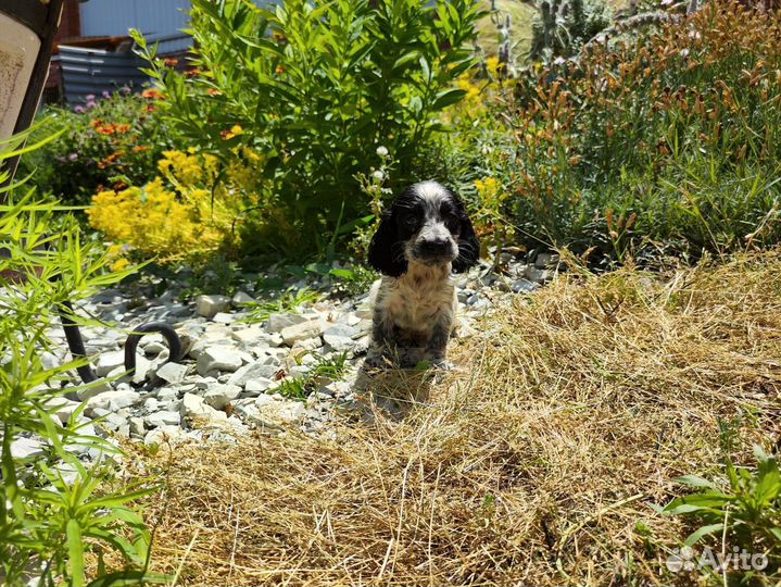 Русский спаниель