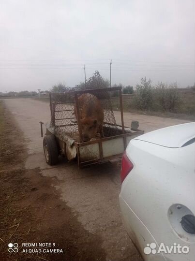 Поросята.Хряк на вязку