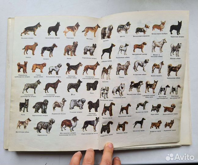 Атлас пород собак Найманова Гумпал