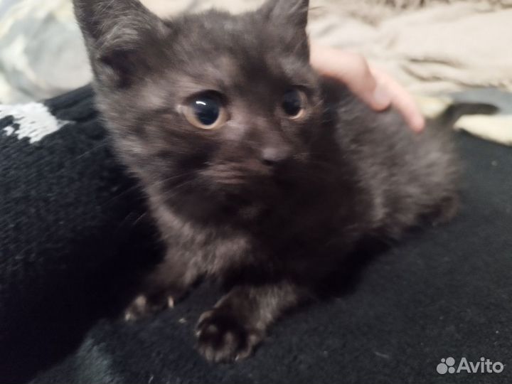 Котята в добрые руки бесплатно