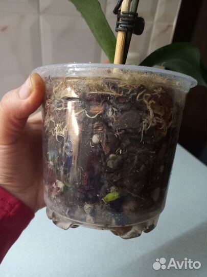 Орхидея фаленопсис подросток