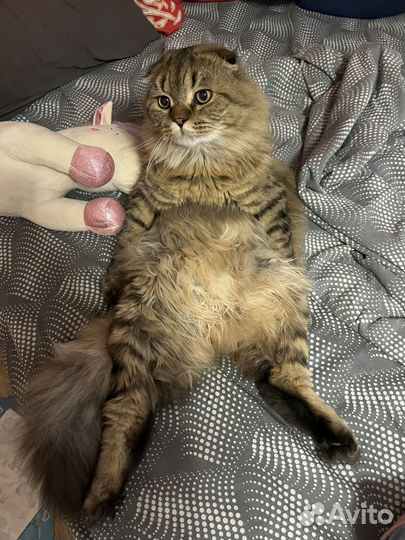 Шотландский кот вязка