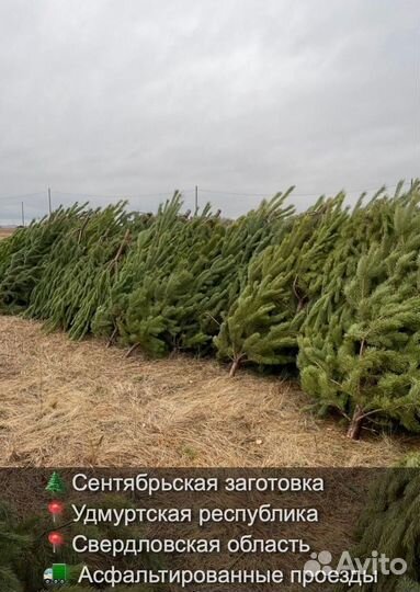 Сосна сентябрьская новогодняя опт