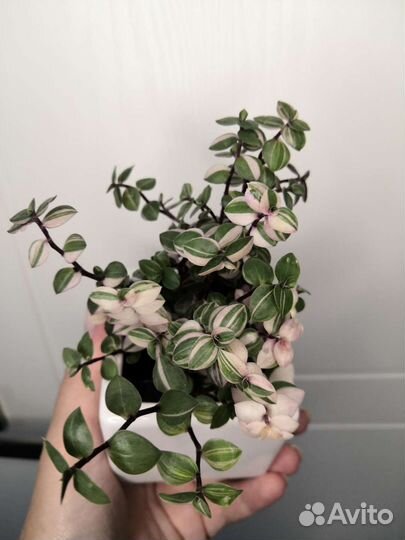 Каллизия Бьянка и традесканция albiflora триколор