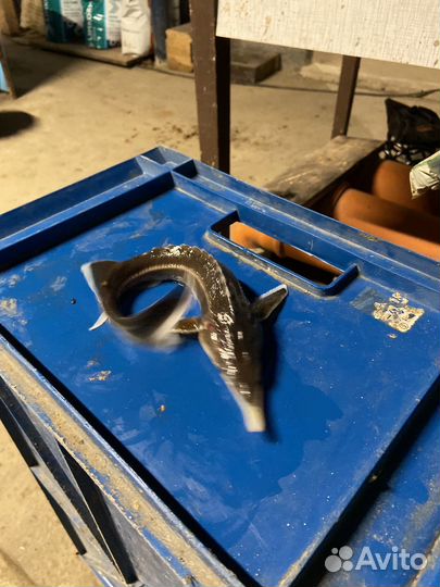 Живая рыба стер